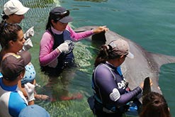 GRUPO DOLPHIN REALIZA POR PRIMERA VEZ UN PROGRAMA DE CAPACITACIÓN A LA RED DE VARAMIENTOS DE LA ISLA HOLBOX