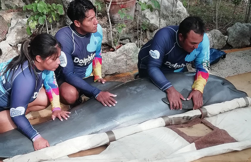 GRUPO DOLPHIN REALIZA POR PRIMERA VEZ UN PROGRAMA DE CAPACITACIÓN A LA RED DE VARAMIENTOS DE LA ISLA HOLBOX