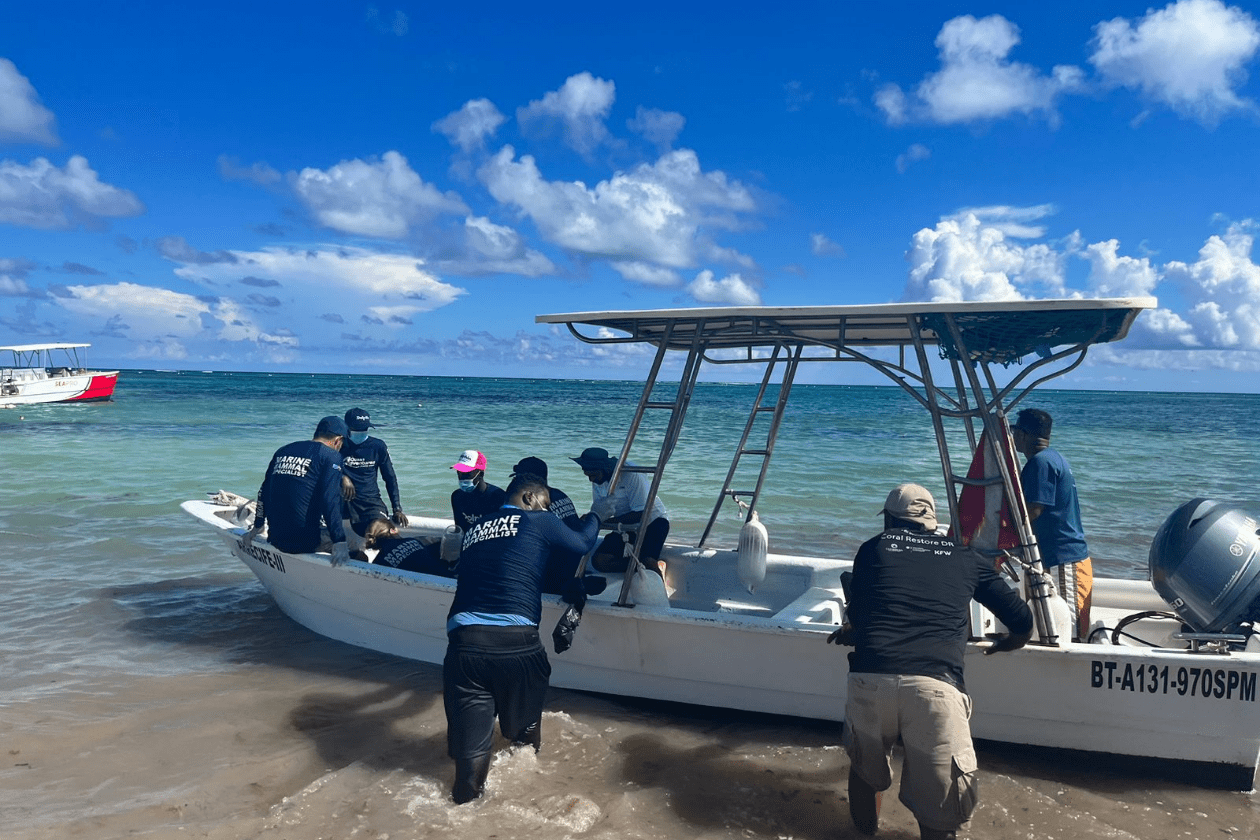 DOLPHIN DISCOVERY PUNTA CANA
                        REHABILITA A DELFÍN SILVESTRE DESORIENTADO