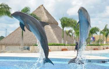 LAS MEJORES ACTIVIDADES DE PUNTA CANA SOLO EN DOLPHIN DISCOVERY  