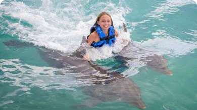 Dolphin Royal Swim