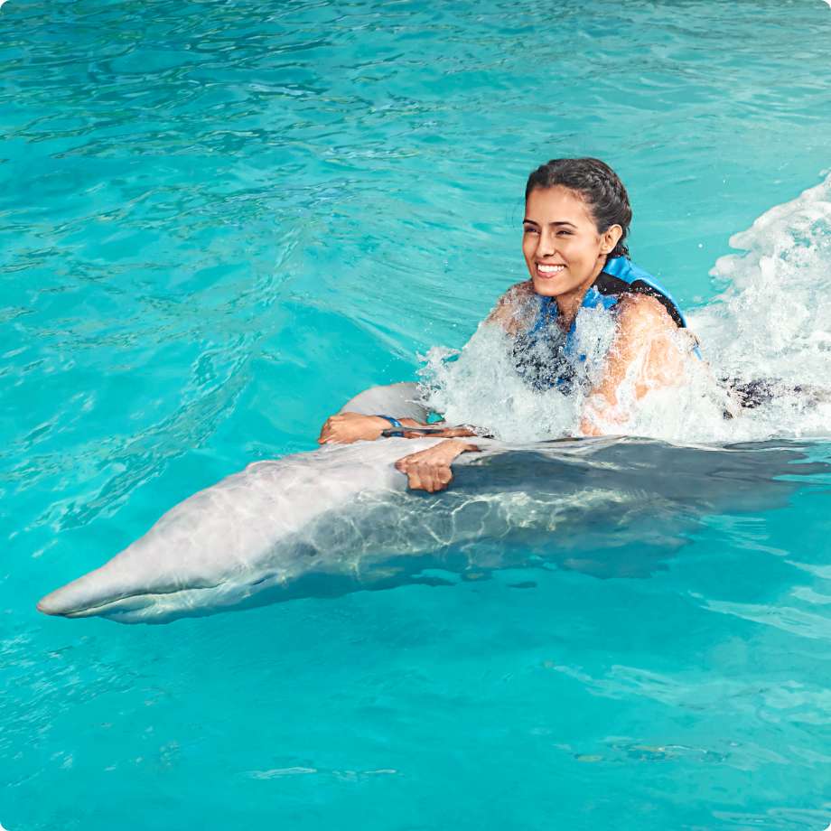 Dolphin Swim Adventure