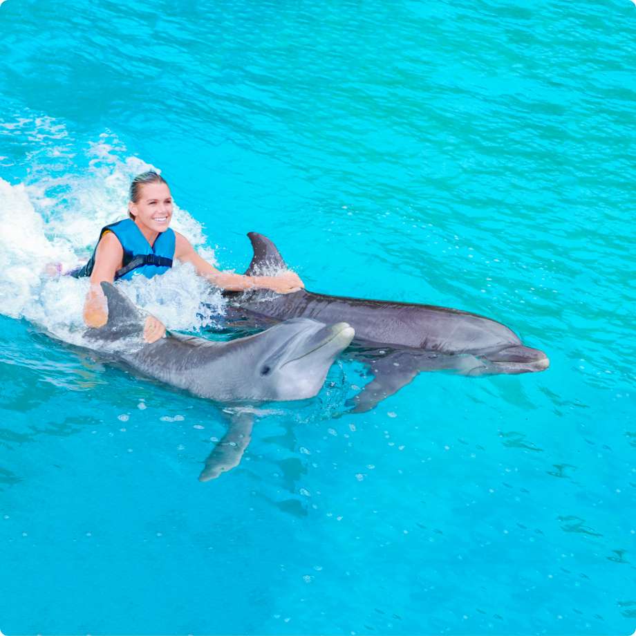 Dolphin Royal Swim