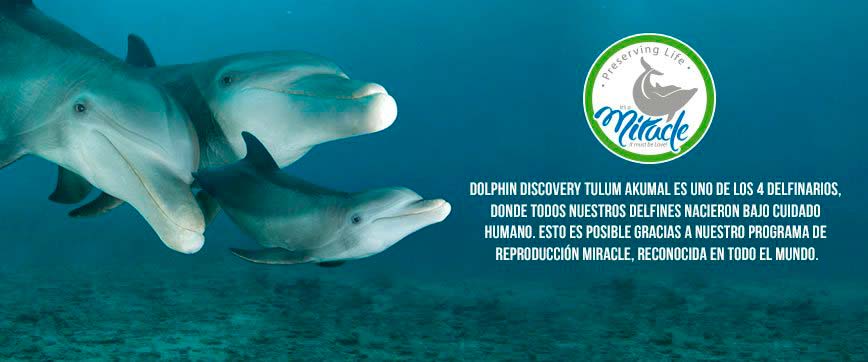 Dolphin Discovery Tulum / Akumal