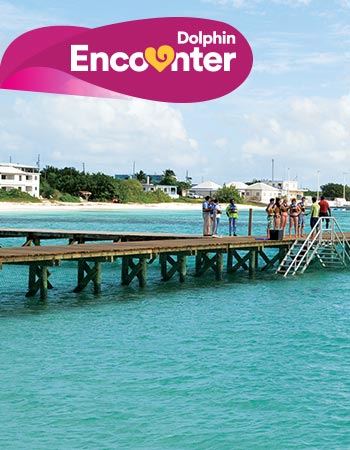 Dolphin Discovery Anguila