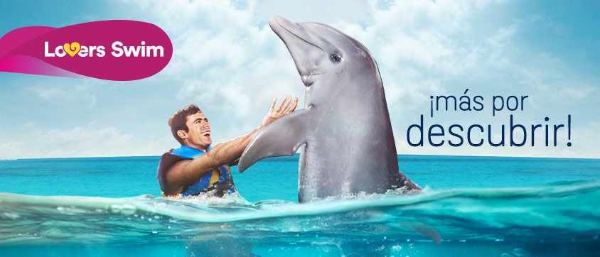Dolphin Discovery Cove Caimán