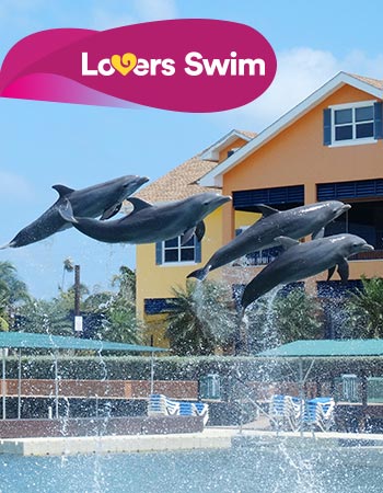 Dolphin Discovery Cove Caimán