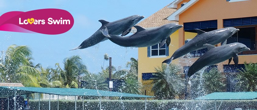 Dolphin Discovery Cove Caimán
