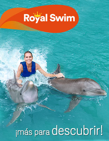 Dolphin Discovery Cove Caimán