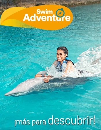 Dolphin Discovery Cove Caimán