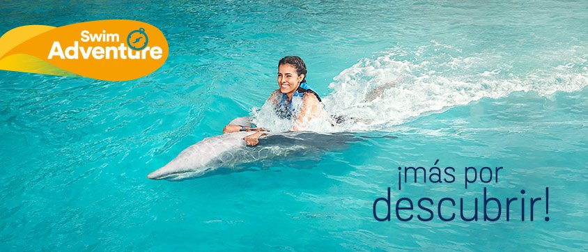 Dolphin Discovery Cove Caimán
