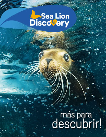 Sea Lion Discovery