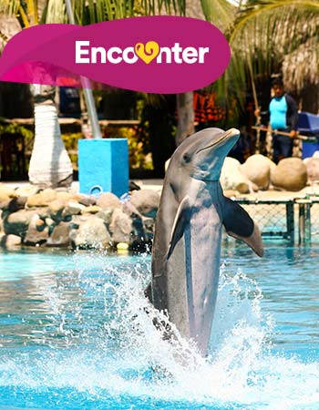 Dolphin Discovery Dreams Puerto Aventuras