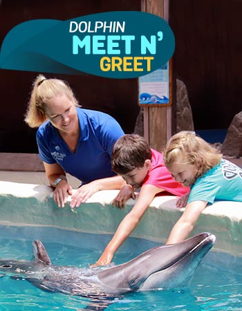 Dolphin Discovery Gulf World