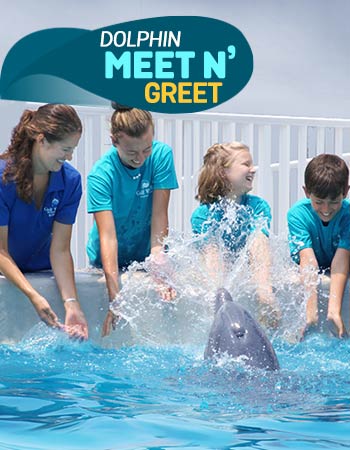 Dolphin Discovery Gulf World