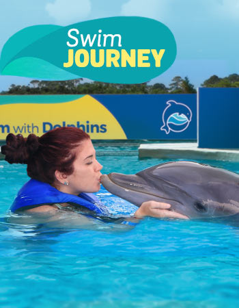 Dolphin Swim Journey