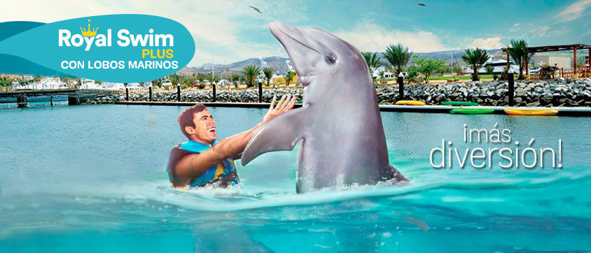 Dolphin Royal Swim Plus + Sea Lions