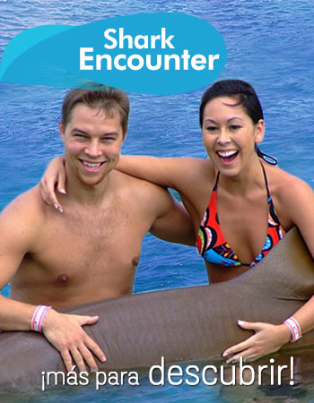 Dolphin Discovery Montego Bay