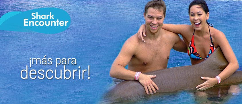 Dolphin Discovery Montego Bay
