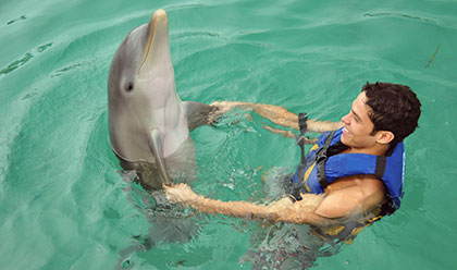 Dolphin Encounter 