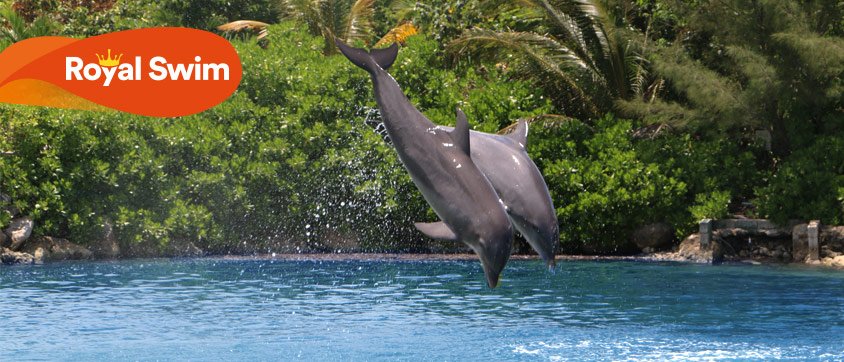 Dolphin Discovery Ocho Rios