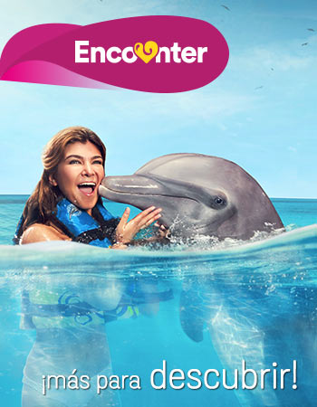 Dolphin Discovery Jamaica Grande