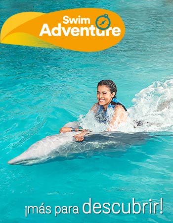 Dolphin Discovery Jamaica Grande