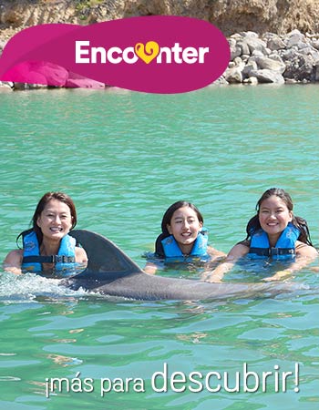 Dolphin Discovery Saint Kitts