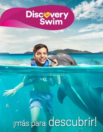 Dolphin Discovery Tortola