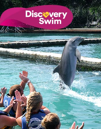 Dolphin Discovery Tortola