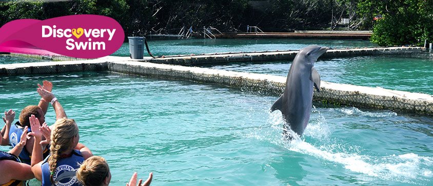 Dolphin Discovery Tortola