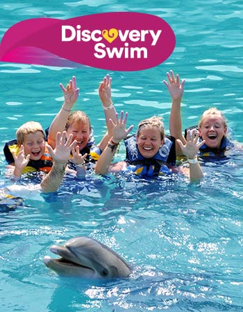 Dolphin Discovery Tortola