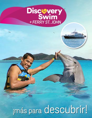 Dolphin Discovery Tortola