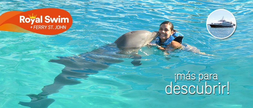 Dolphin Discovery Tortola