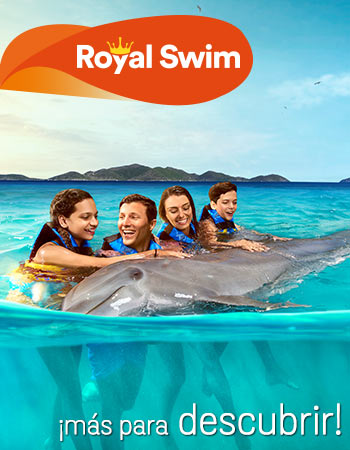Dolphin Discovery Tortola