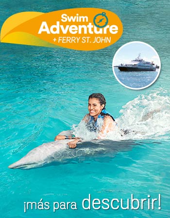 Dolphin Discovery Tortola