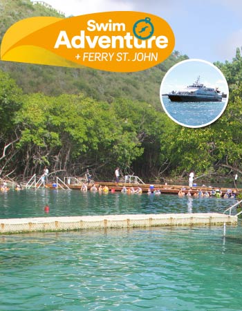 Dolphin Discovery Tortola