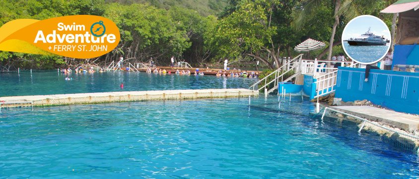 Dolphin Discovery Tortola