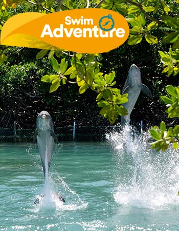 Dolphin Discovery Tortola