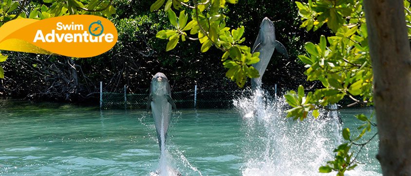 Dolphin Discovery Tortola