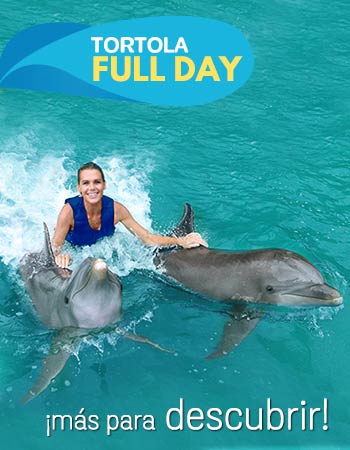 Dolphin Discovery Tortola