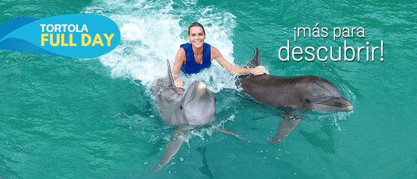 Dolphin Discovery Tortola