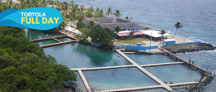 Dolphin Discovery Tortola