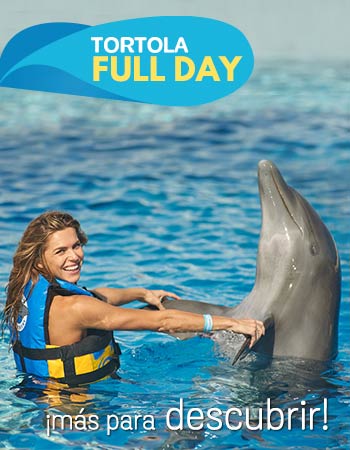 Dolphin Discovery Tortola