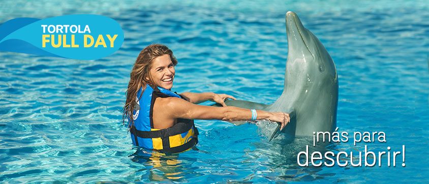 Dolphin Discovery Tortola