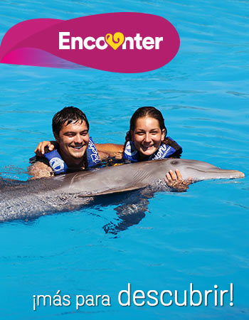 Dolphin Discovery Vallarta